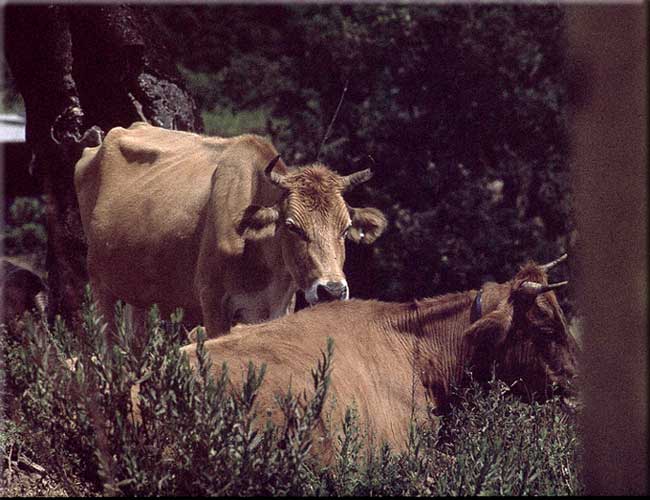 n_33_wir_ bleiben_tropica_rinder_1984.jpg